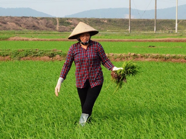 Bám sát đồng ruộng chủ động phòng trừ sâu bệnh cho lúa xuân