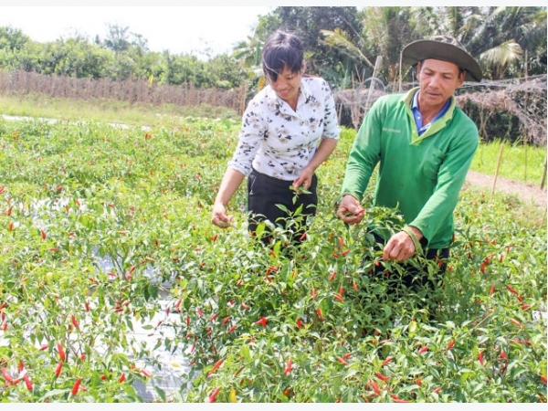 Triệu phú trồng màu