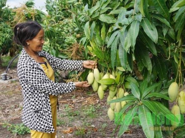 Hình thành vùng chuyên canh xoài đạt chuẩn VietGAP