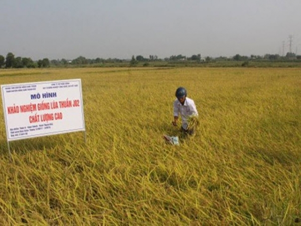 Khảo nghiệm giống lúa thuần chất lượng cao từ Nhật Bản