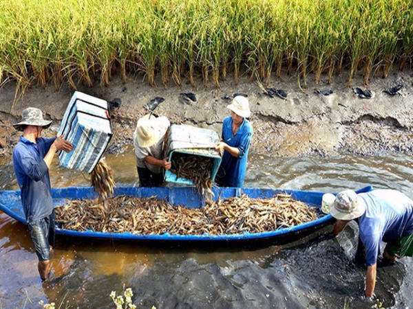 Chia sẻ kinh nghiệm canh tác lúa - tôm hữu cơ