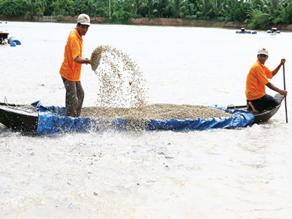 Tạo khác biệt cho cá tra Việt Nam