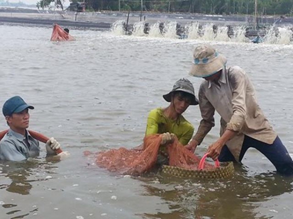 Nuôi tôm thẻ chân trắng an toàn trong vùng dịch