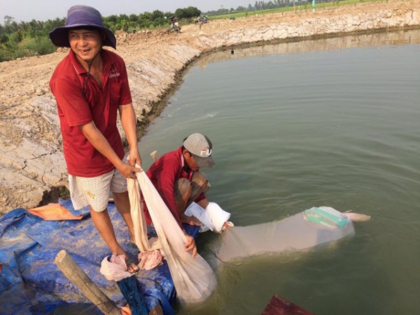 Nông dân có thêm thu nhập từ việc nuôi trứng nước