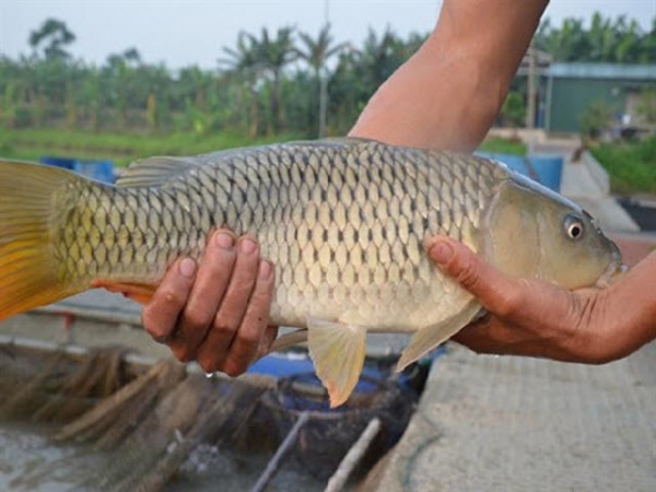 Kỹ thuật nuôi cá chép V1