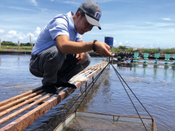 Giải pháp quản lý môi trường ao tôm