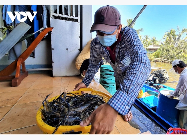 Hiệu quả mô hình nuôi tôm càng VietGap trong ruộng lúa ở Cà Mau