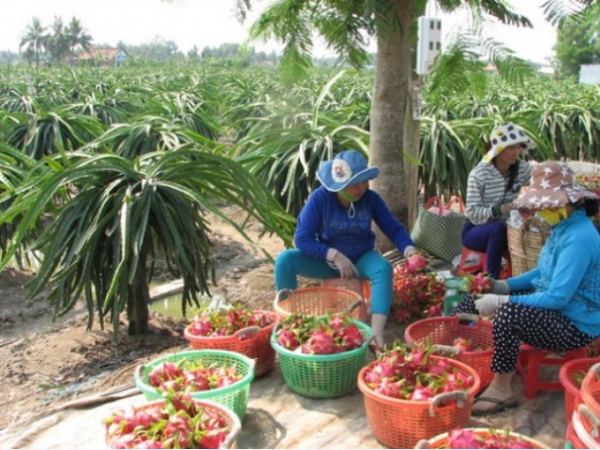 Tiền Giang, cần những chính sách dài hạn để phát triển cây thanh long