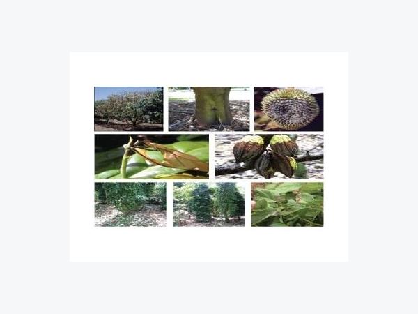 Bệnh Nấm Phytophthora Palmivora Tàn Phá Cây Ăn Quả