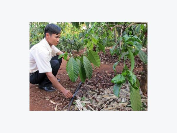 Cà phê, hồ tiêu Tây Nguyên chưa hết hạn lại lo ngập úng, dịch bệnh