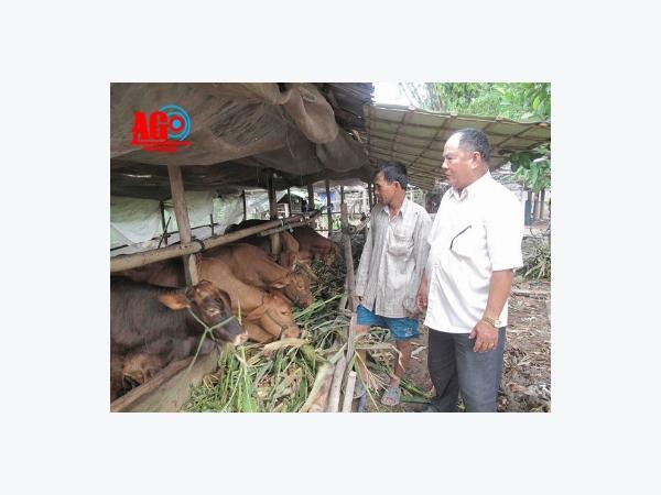 An Giang củng cố nội lực ngành chăn nuôi bò