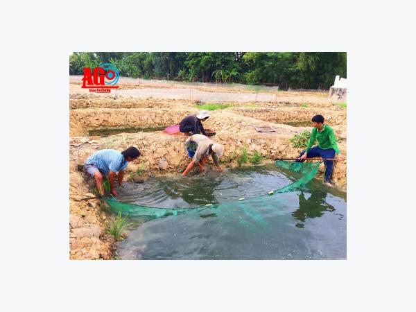 An Giang ùn ùn đào ao nuôi cá, hệ lụy khó lường