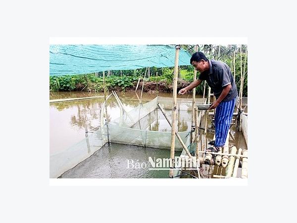 Làm giàu từ nuôi ếch Thái Lan ở Hải Ninh (Nam Định)