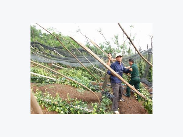 Nông dân trồng điều, cao su... nơm nớp sợ lốc xoáy