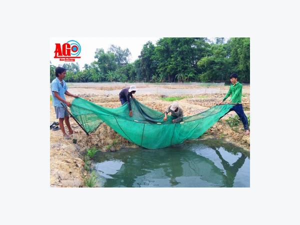 Trời nắng, người ương cá giống gặp khó