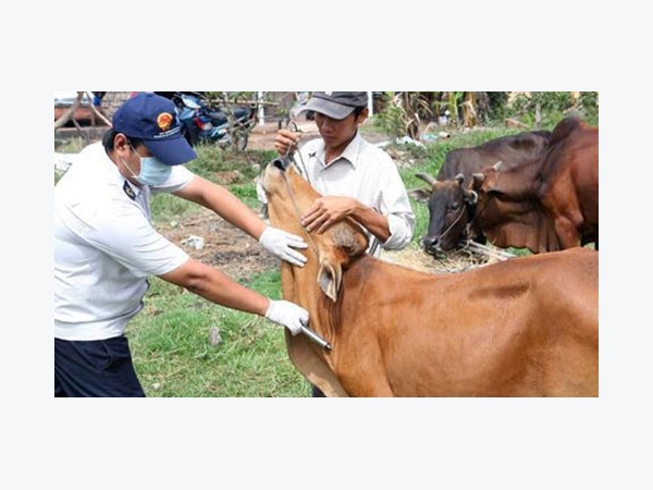 Người chăn nuôi cần làm gì trước nguy cơ dịch lở mồm long móng