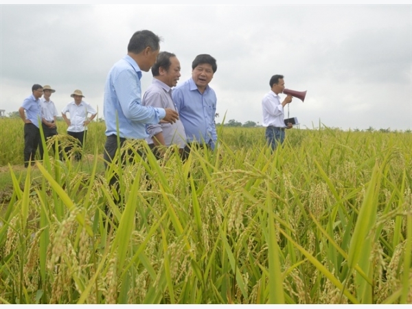 Hình thành những 'làng nghề' sản xuất giống lúa lai