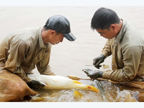 Làm chủ công nghệ sản xuất giống cá chép lai