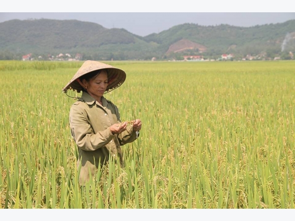 Cục Trồng trọt: Lúa Thiên Ưu bị lép do nhiễm bệnh đạo ôn cổ bông