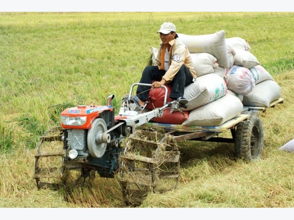 Lợi - hại của ruộng lúa trong đê bao chống lũ