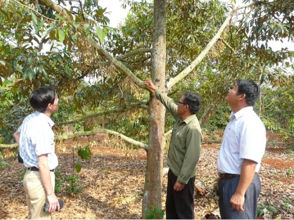 Xen canh cà phê - sầu riêng, mô hình thu tiền tỷ