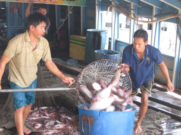 Mỹ sẽ hỗ trợ Việt Nam trong thời gian chuyển tiếp về xuất khẩu cá tra