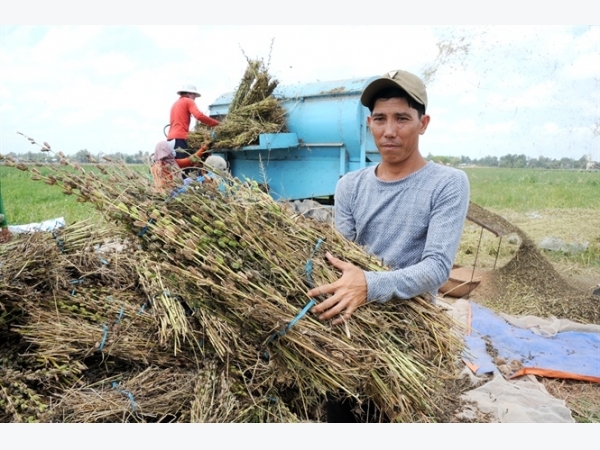 Kính nể người nông dân làm lúa lãi 1 tỷ đồng/năm