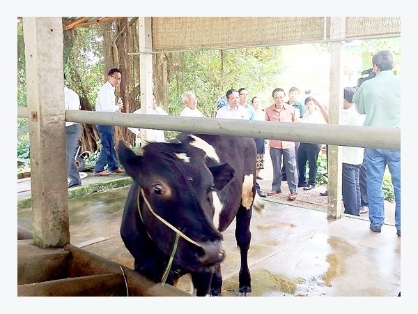 Thành phố Hồ Chí Minh: Nuôi bò thịt cao sản cho hiệu quả