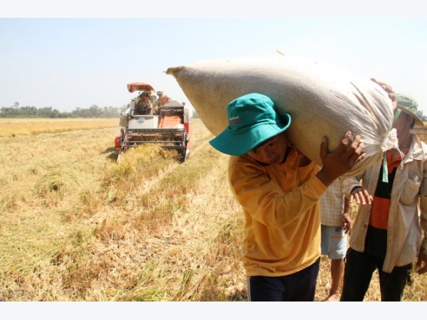 ĐBSCL: Năng suất lúa Đông Xuân giảm nhẹ