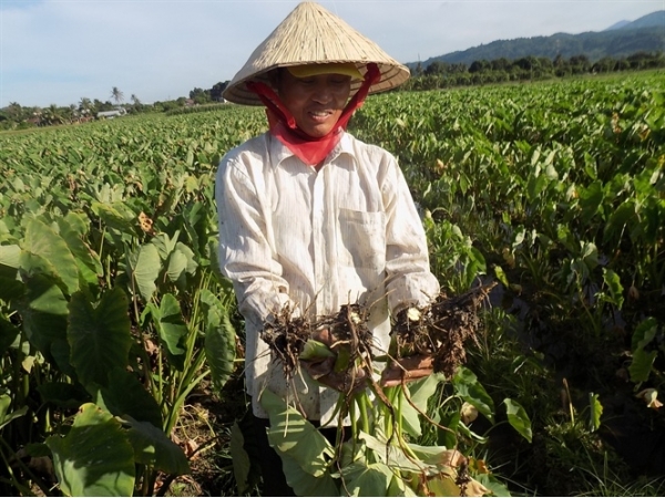 Nông dân 'khóc ròng' vì khoai sáp thối gốc và củ