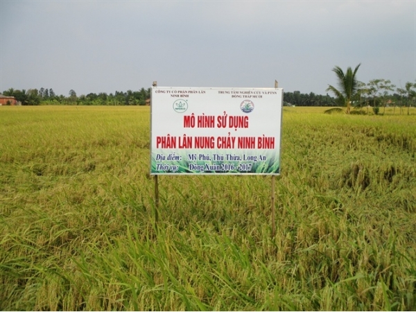 Hiệu quả phân lân nung chảy Ninh Bình trên đất phèn