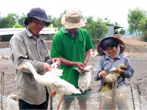 Đồng Tháp Làm giàu không khó từ mô hình hai lúa  một cá  Tạp chí Thủy  sản Việt Nam