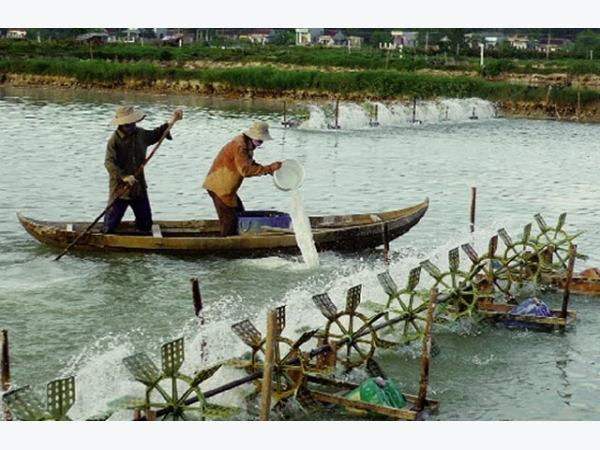 Bình Định: Hiệu quả tôm, cá xen cua an toàn sinh học