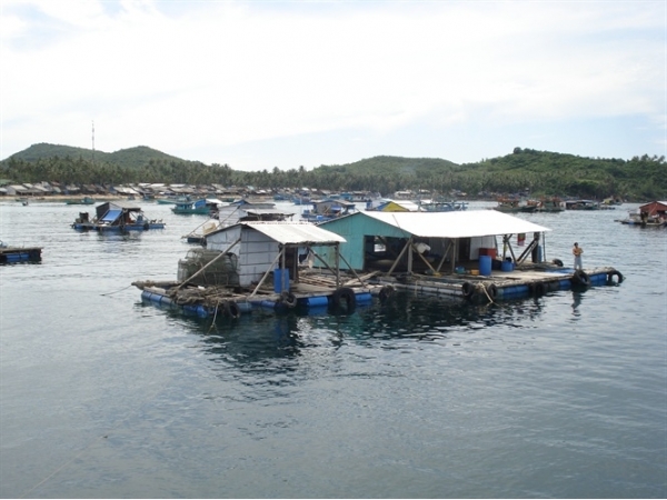 Nghề nuôi biển phải chuyển mạnh sang quy mô lớn, công nghiệp