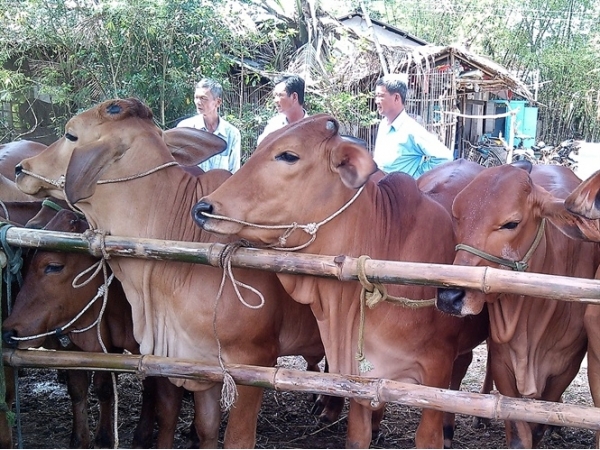 Chuyển giao bò cái lai Sind