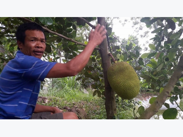 Vườn mít Thái tiền tỷ toàn quả khổng lồ giữa cánh đồng Đít Đó