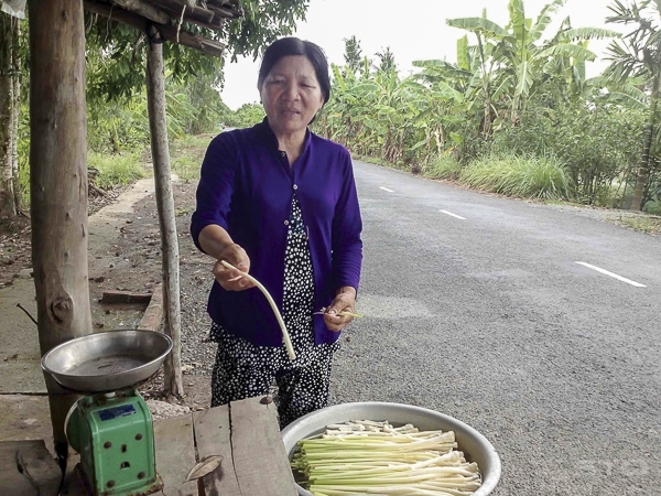 Nông dân trồng và chế biến bồn bồn để kinh doanh