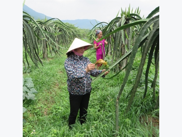 Trang trại trên sườn đồi khiến nhiều khách nước ngoài 'để ý'