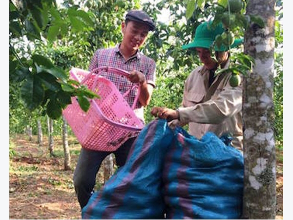 Trồng chanh dây sạch, thương lái tranh nhau mua