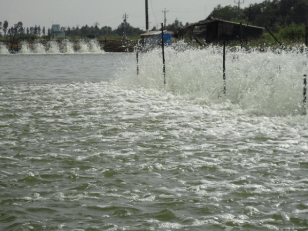 Khí carbonic trong ao nuôi thủy sản