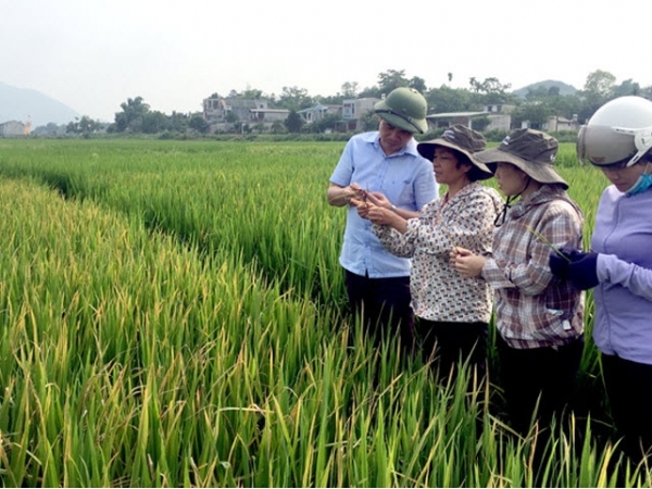 Phòng trừ bệnh vàng lá trên lúa xuân sau mưa đá