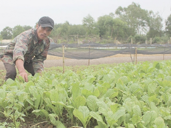 Mầm xanh trên cát