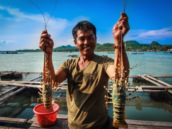 Nuôi tôm hùm hiệu quả, bền vững