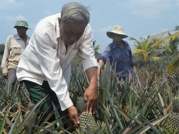 Nghị lực của ông chủ trang trại với biệt danh 'tỷ phú khóm đất phèn'