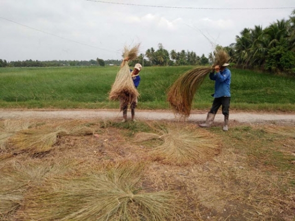 Bí quyết làm giàu: Sống khỏe nhờ trồng lác