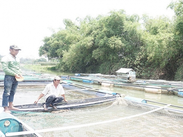 Nuôi cá lồng bè trên sông