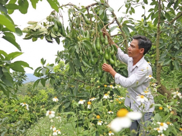 Tỉ phú bơ đặc sản 034