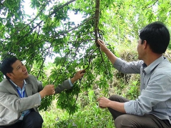 Mận đỏ Hoàng Su Phì mang lại nguồn thu 6 tỷ đồng/năm