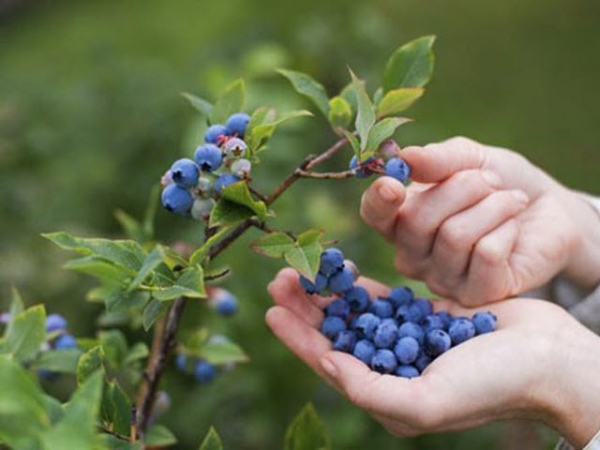 Bị cạnh tranh, Peru chuyển hướng sang việt quất organic