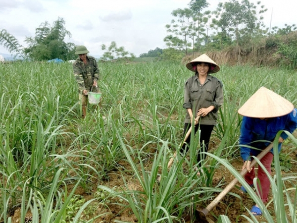 Mía trẻ lâu nhờ chăm sóc đúng kỹ thuật